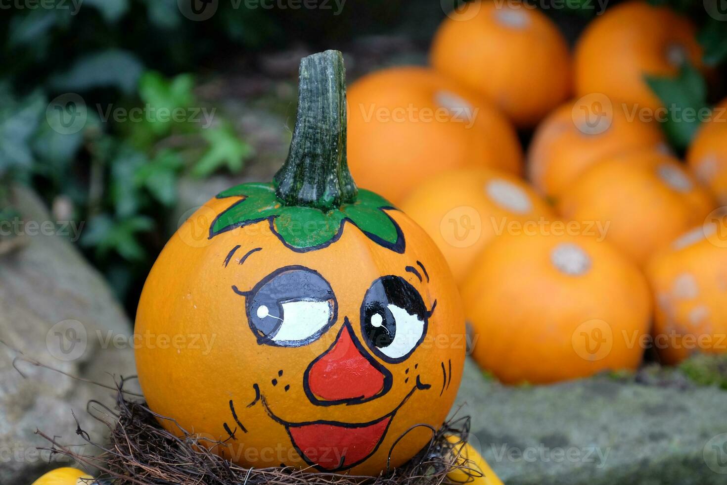 pumpkins in the garden photo