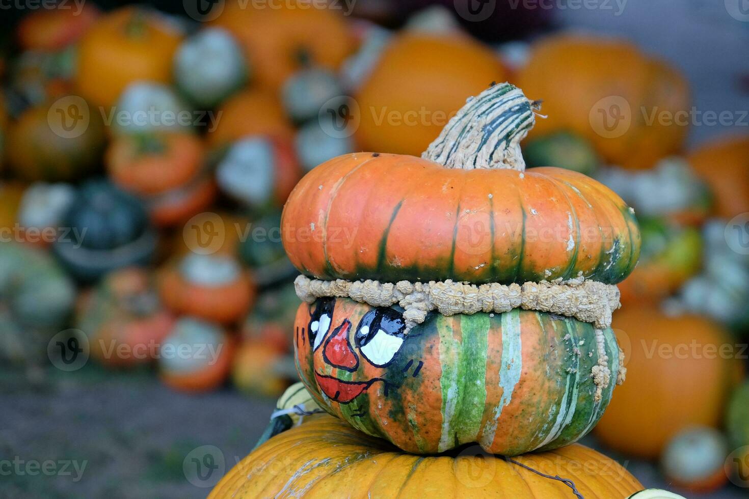 pumpkins in the garden photo