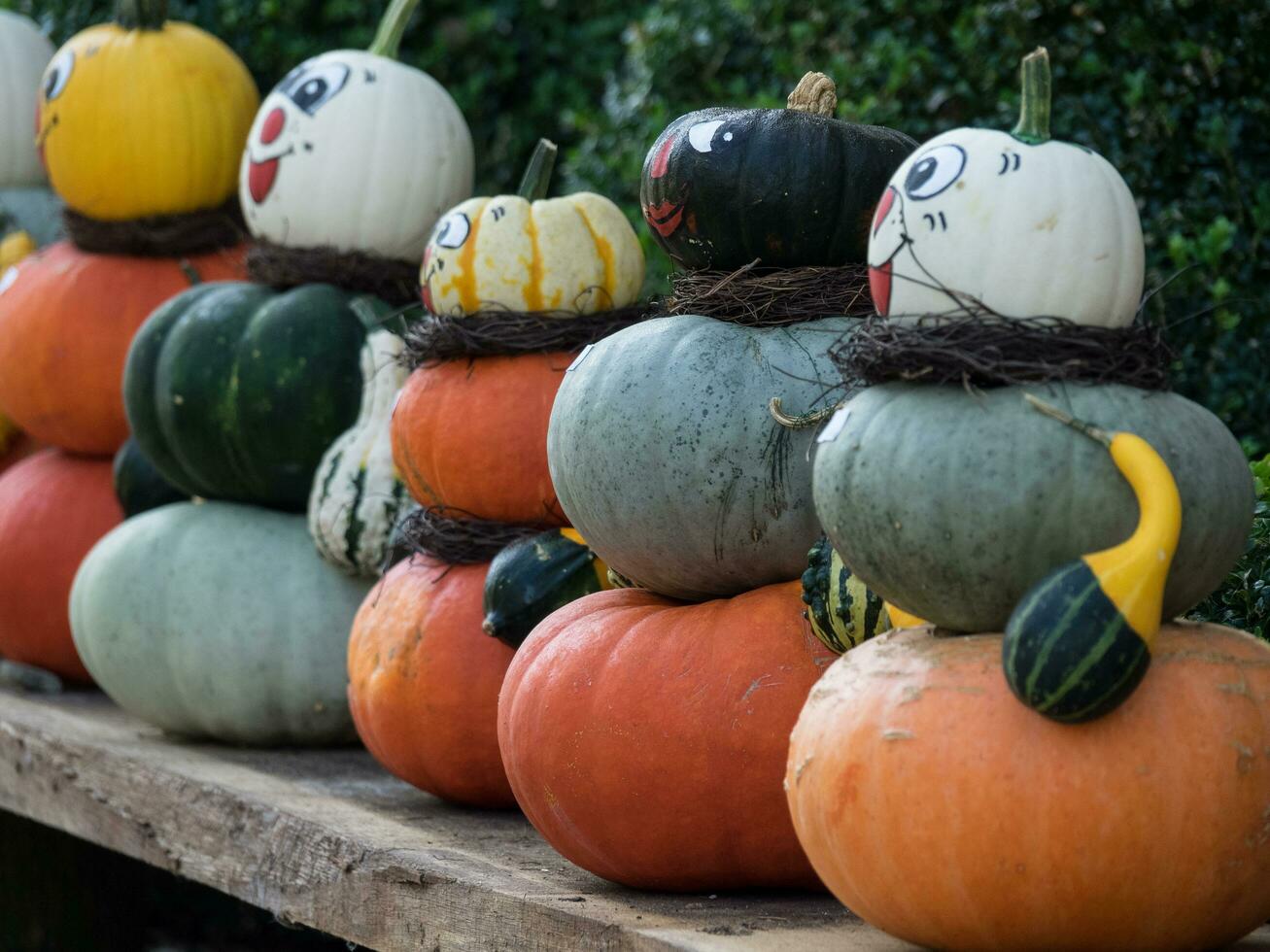 pumpkins in germany photo