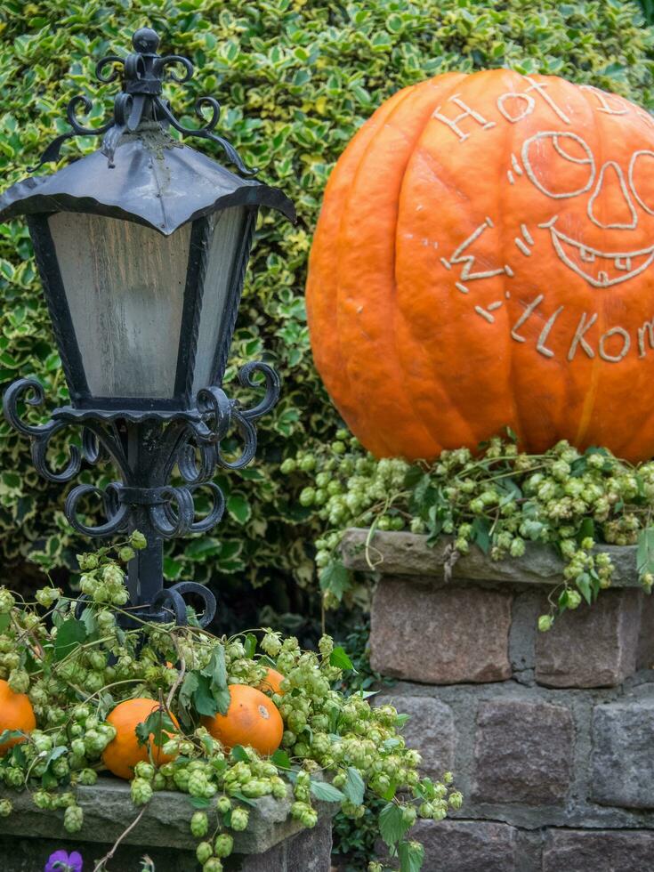 pumpkins in germany photo