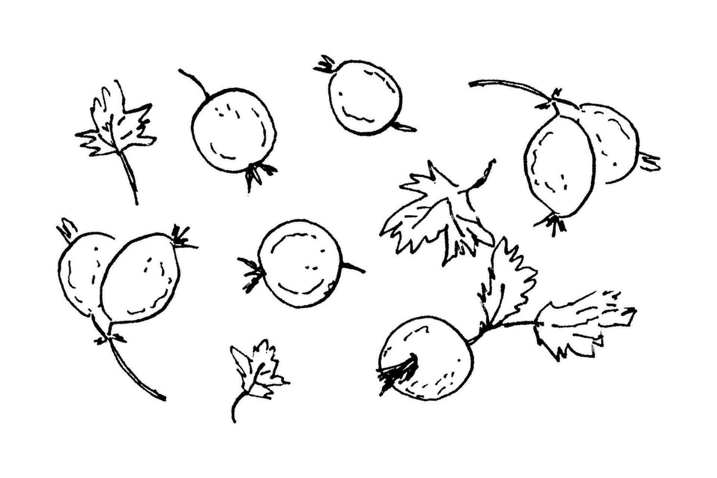 Monochrome grunge print with gooseberry berries.  Perfect for tee, sticker, postcard, poster. vector