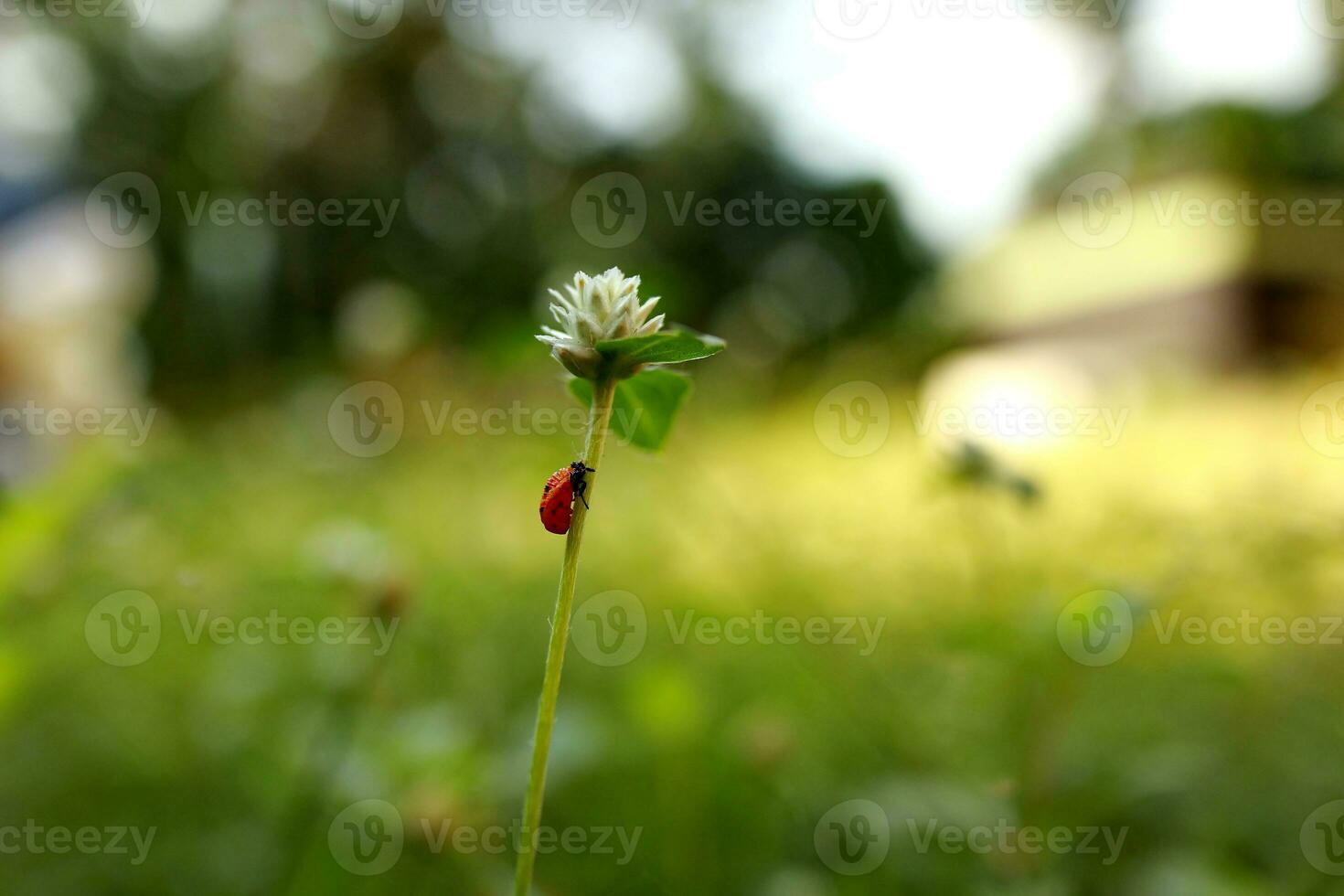 Lady bug perching on flower. Lady bug in nature photo