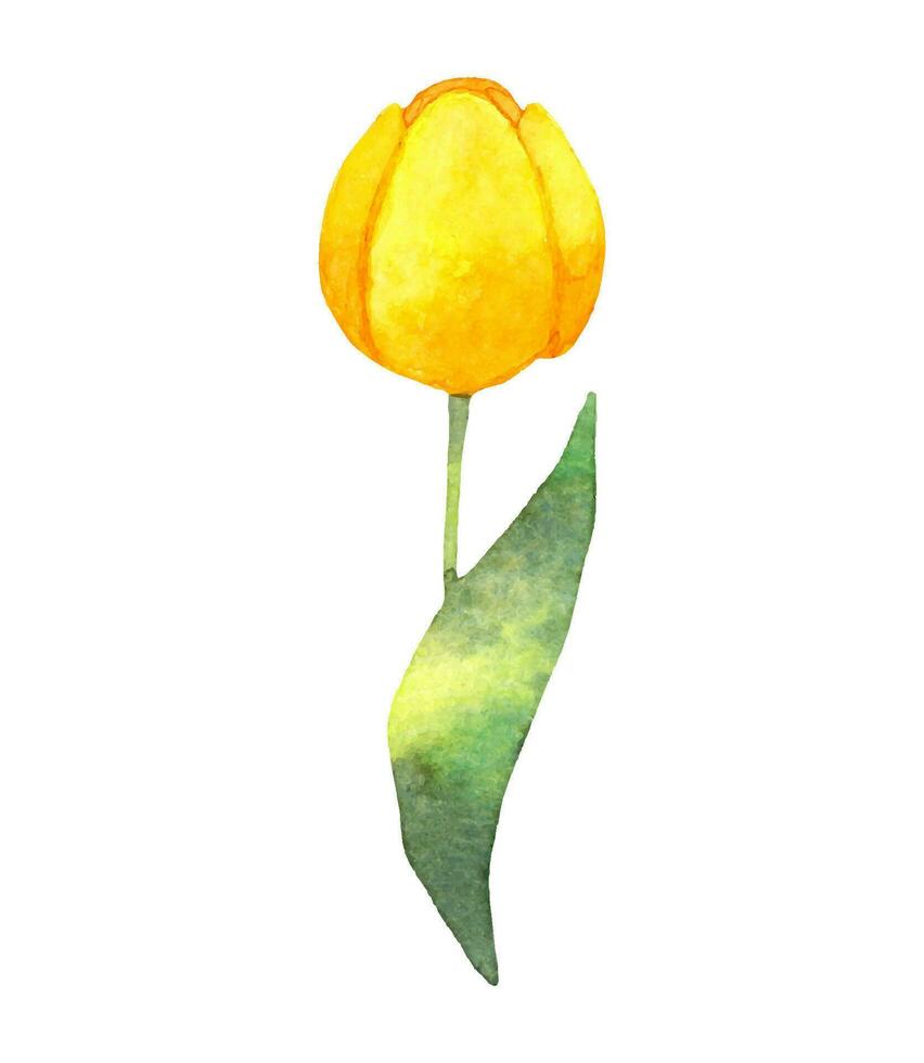 sencillo estilo amarillo tulipán con verde hoja.realista botánico ilustracion.natural flor para creando tarjetas,invitaciones.acuarela tulipán.mano dibujado ilustración. vector