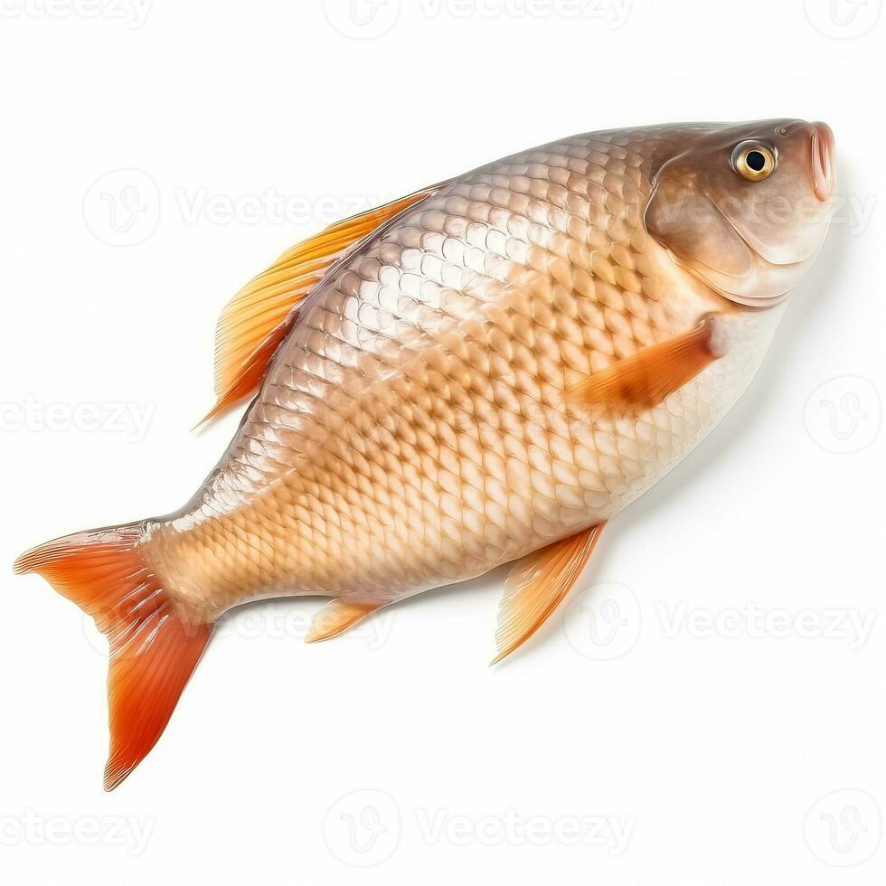 Carp filet isolated on white background top view photo