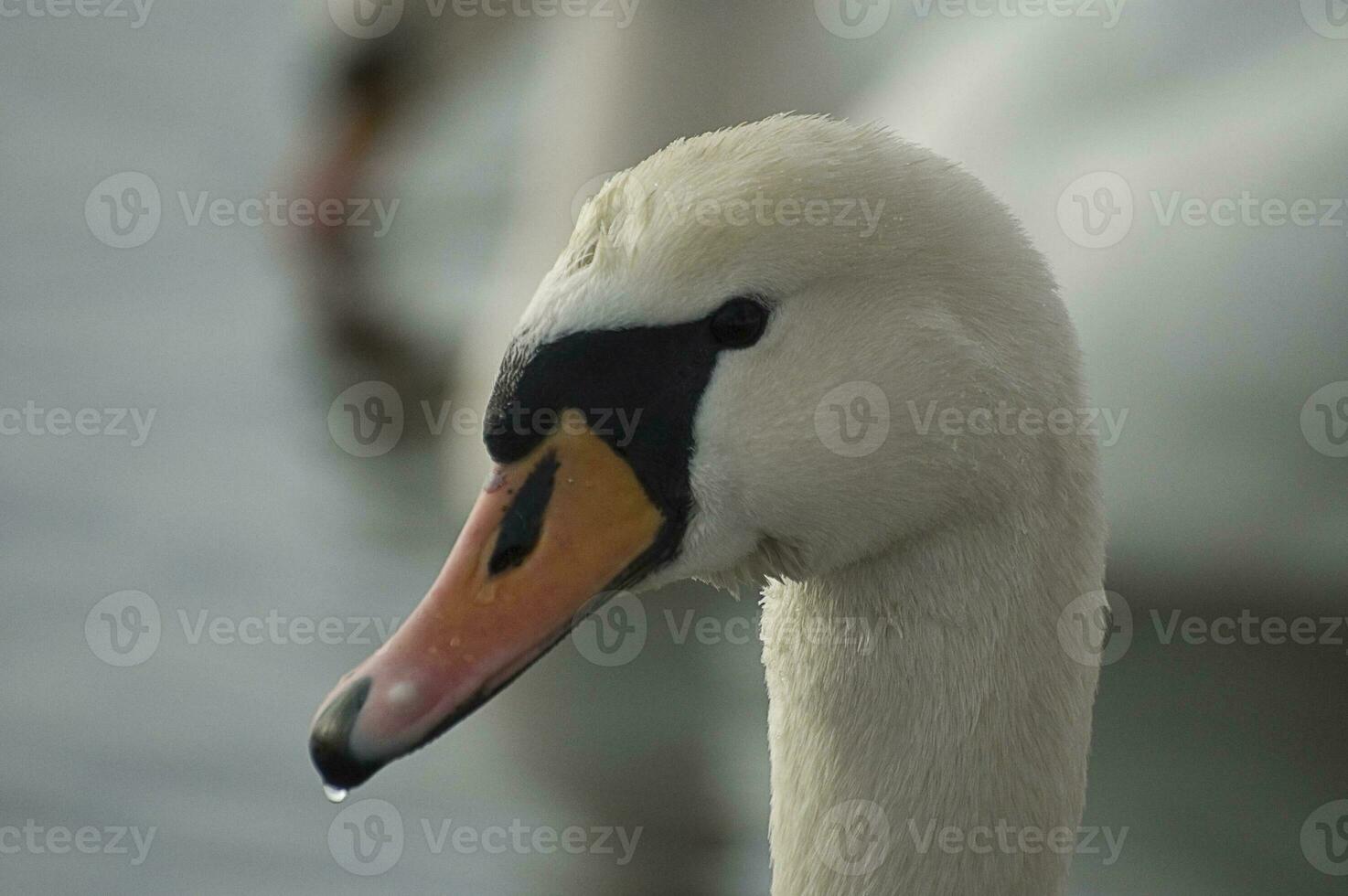 adult bird of a white swan on blue water in a natural habitat photo