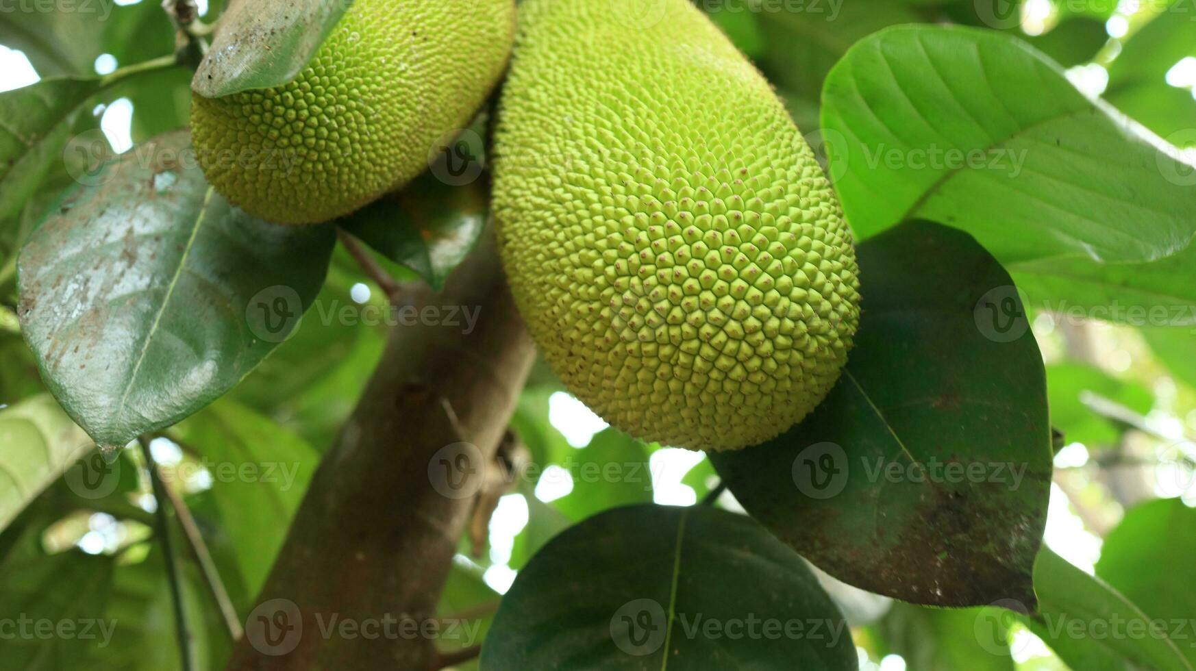 Jackfruit hanging on jackfruit tree. photo