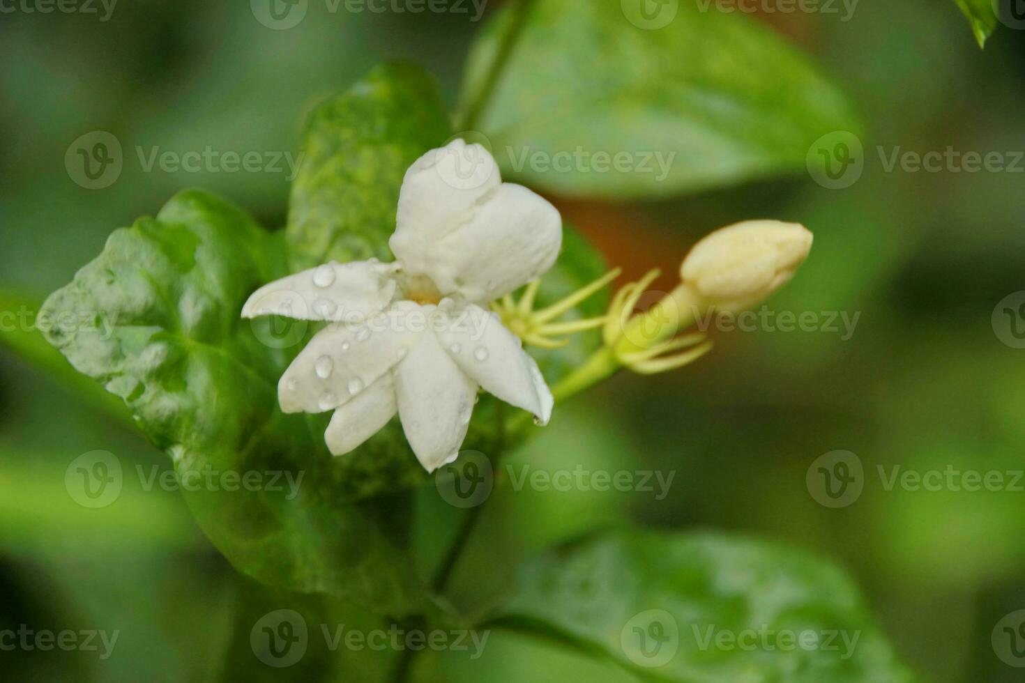 Jasmine flowers blossoming on bush in sunny day photo