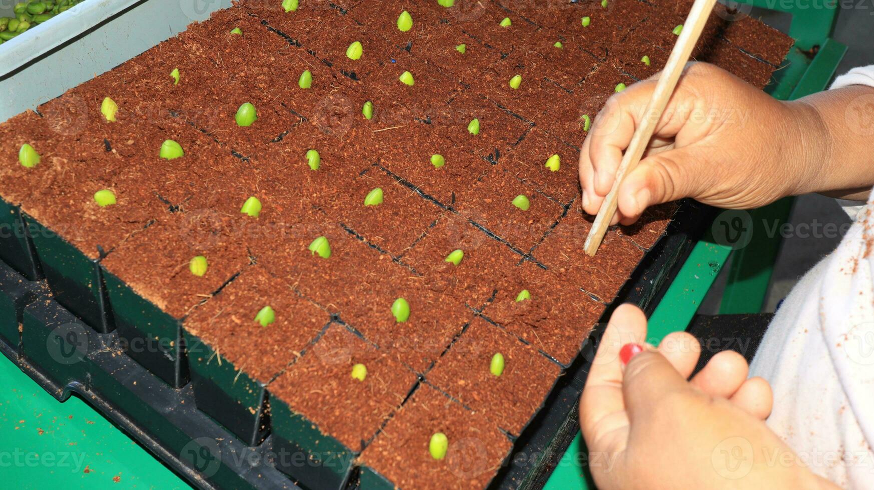 planting mangrove tree seeds in polybags photo