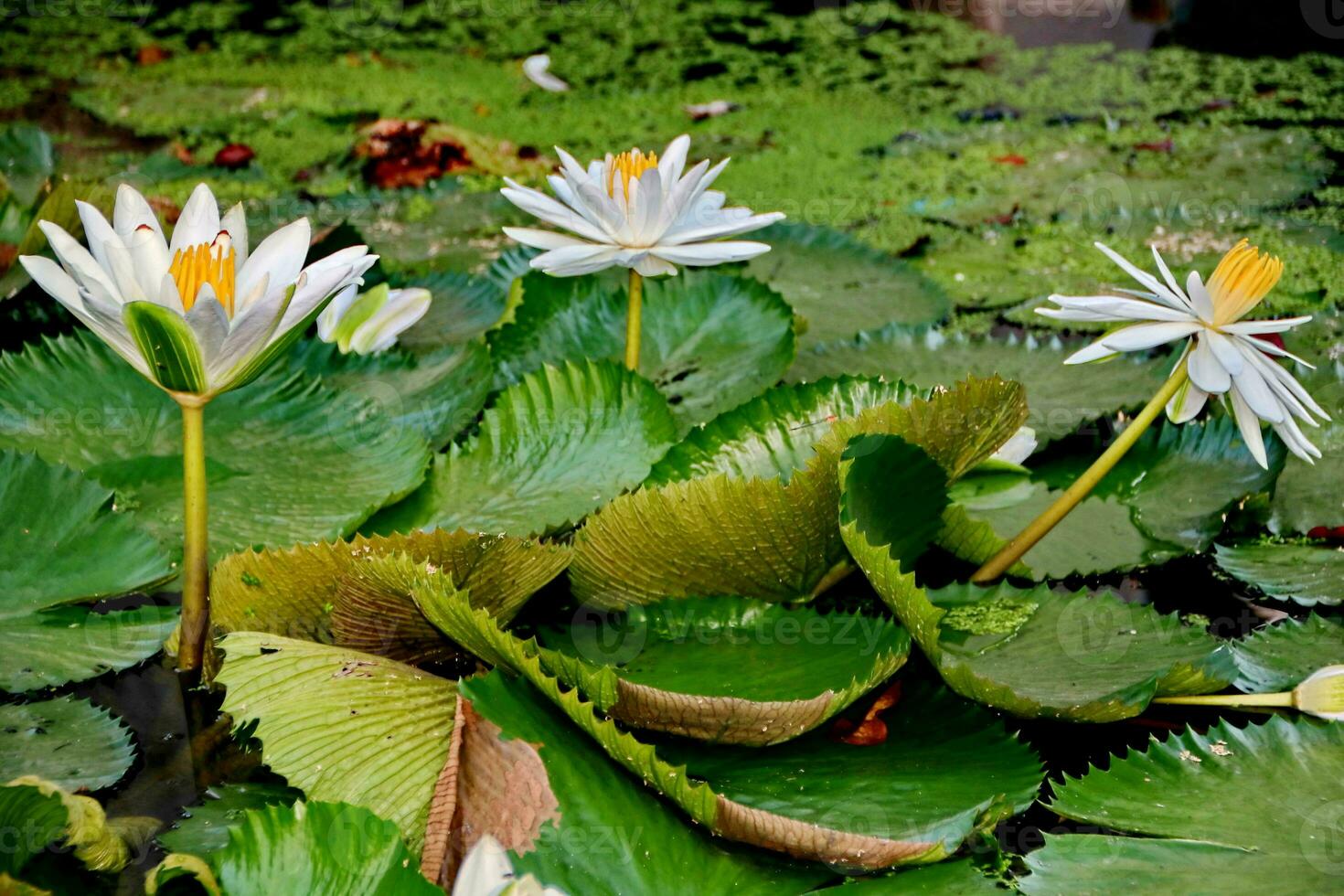 Natural Lotus Flower Blooms in a beautiful garden photo