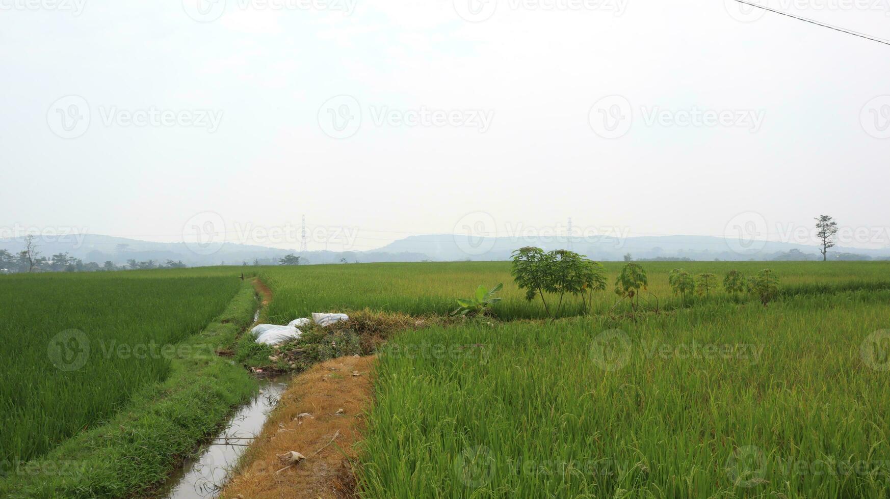 The atmosphere of the morning in the green rice fields with the background of mount. photo