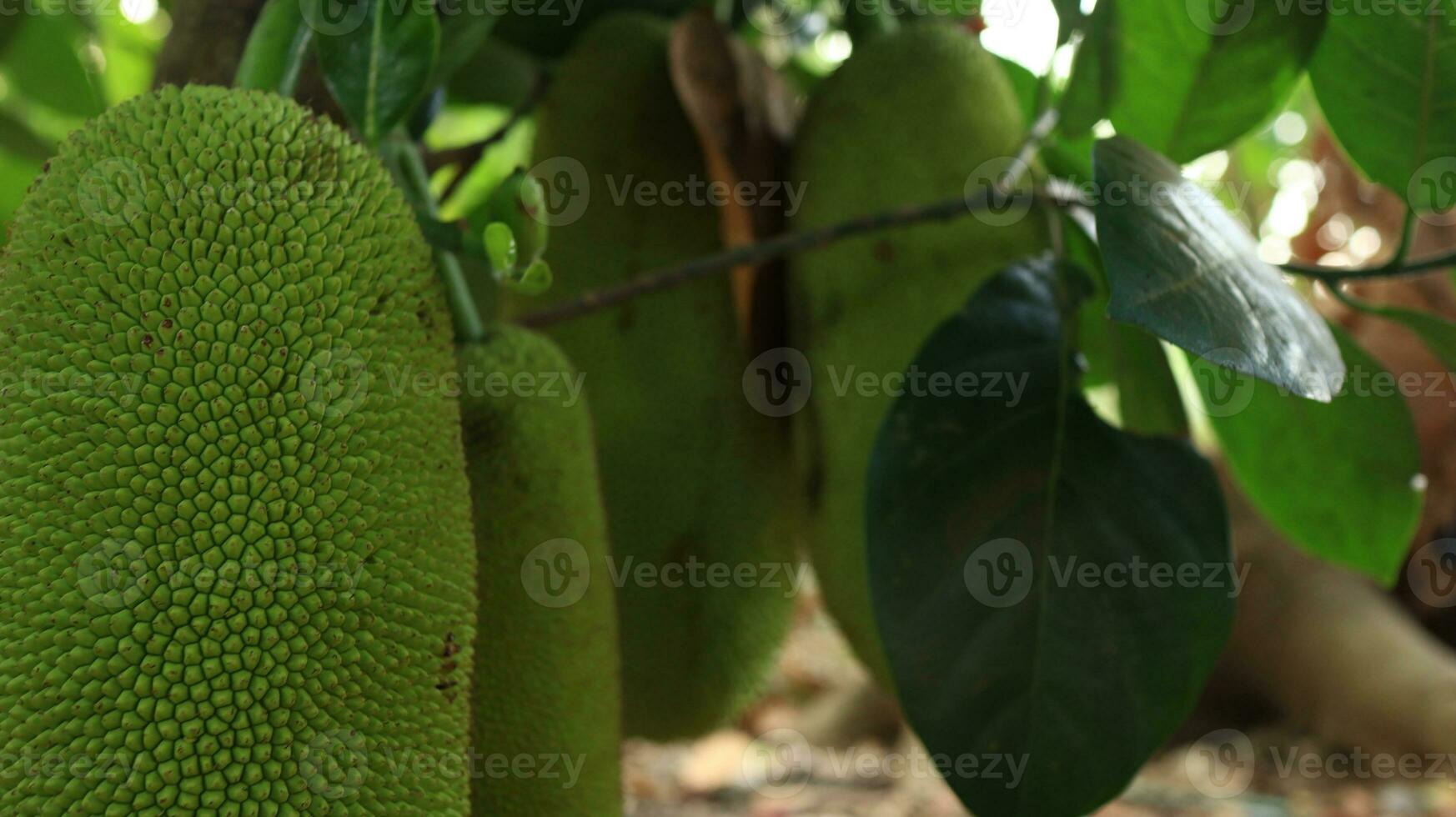 Jackfruit hanging on jackfruit tree. photo