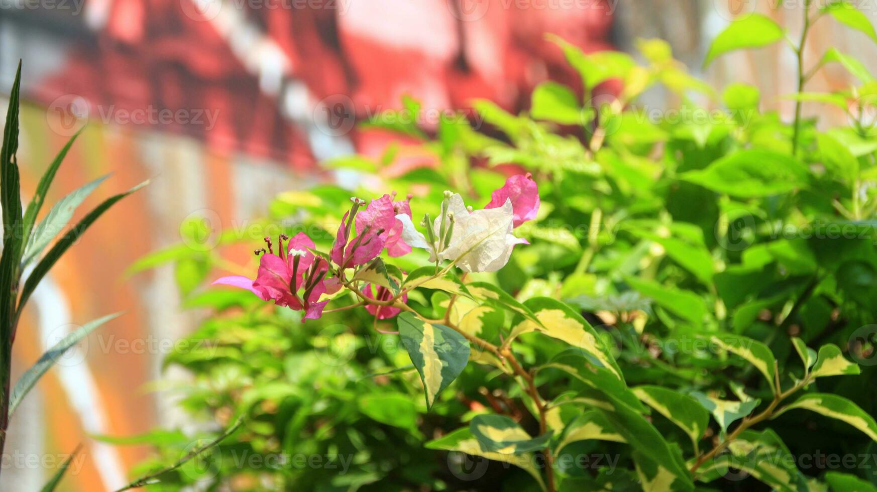 Bougenvile is called a paper flower plant photo