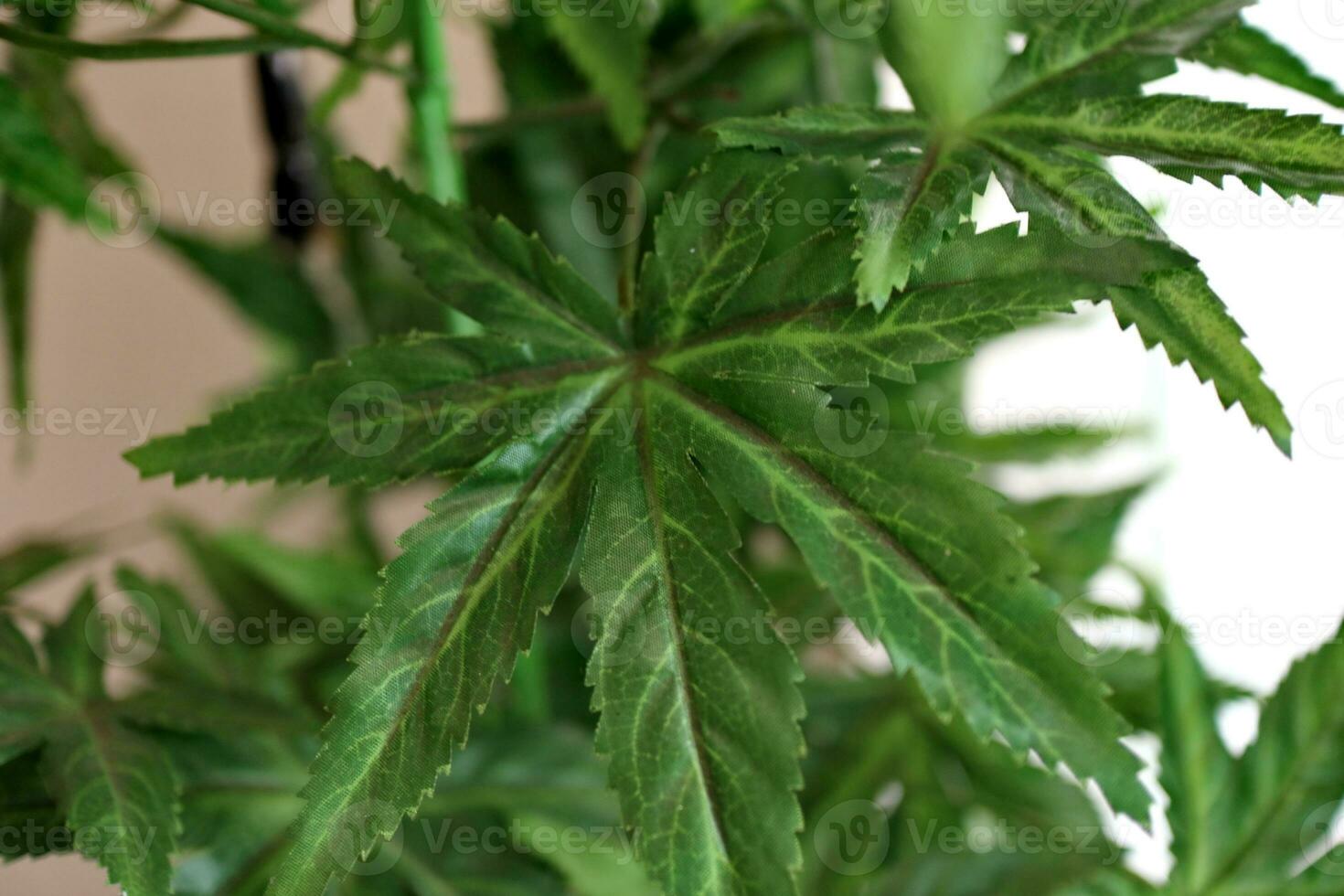 Marijuana leaves cannabis plants photo