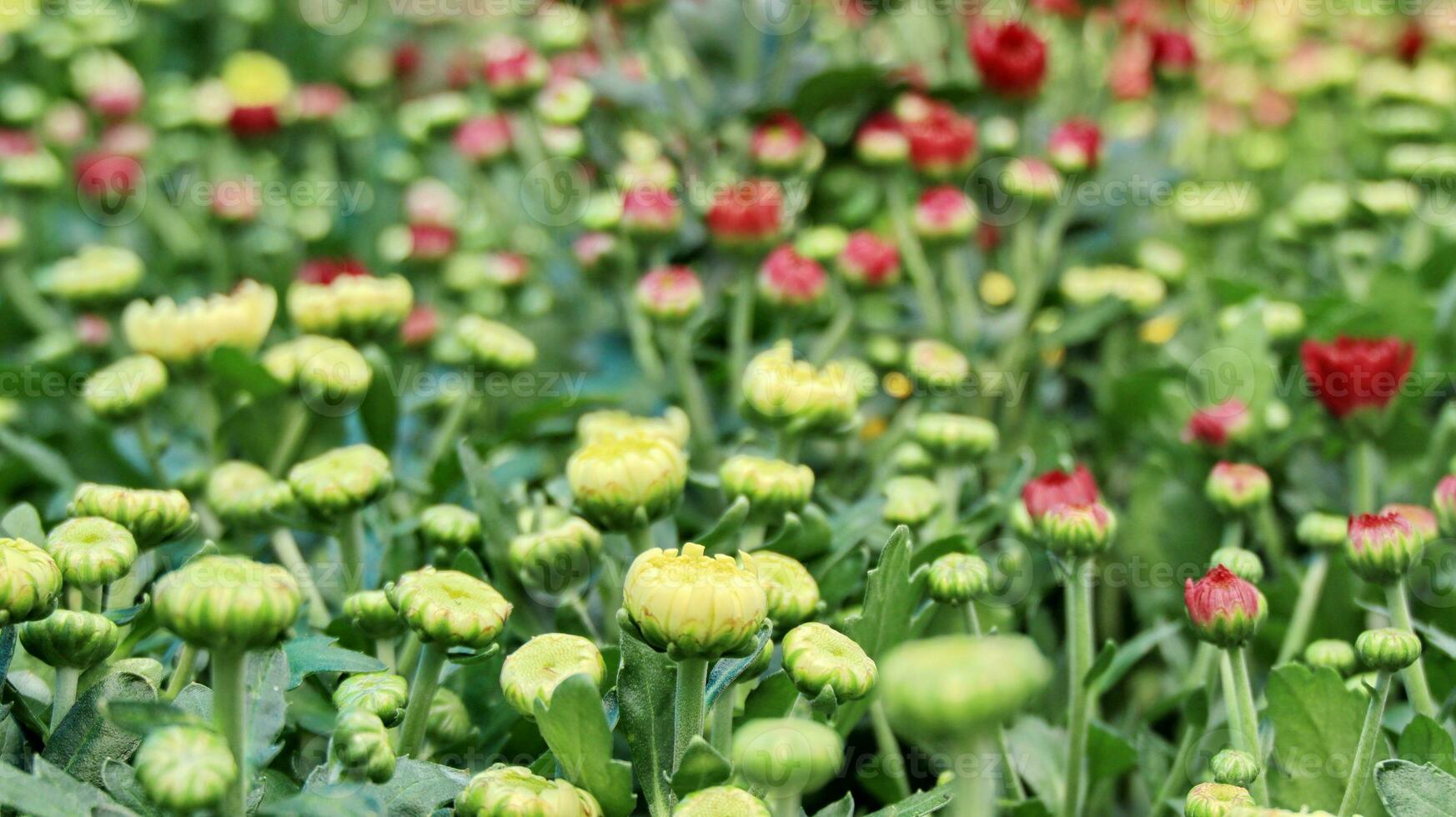 Photo of a bunch of chrysanthemum flowers.