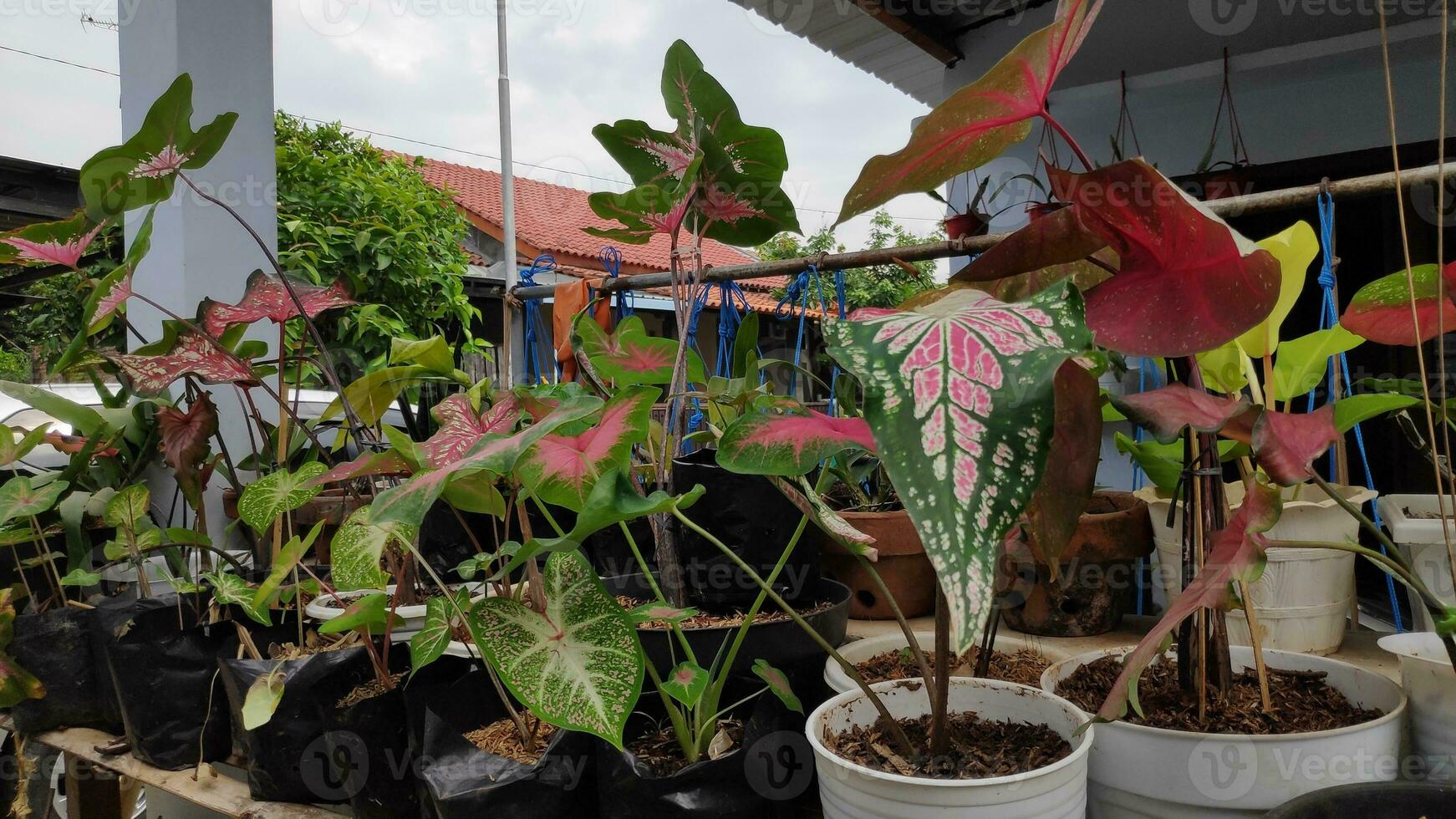 Taro is a group of plants from the genus Caladium photo