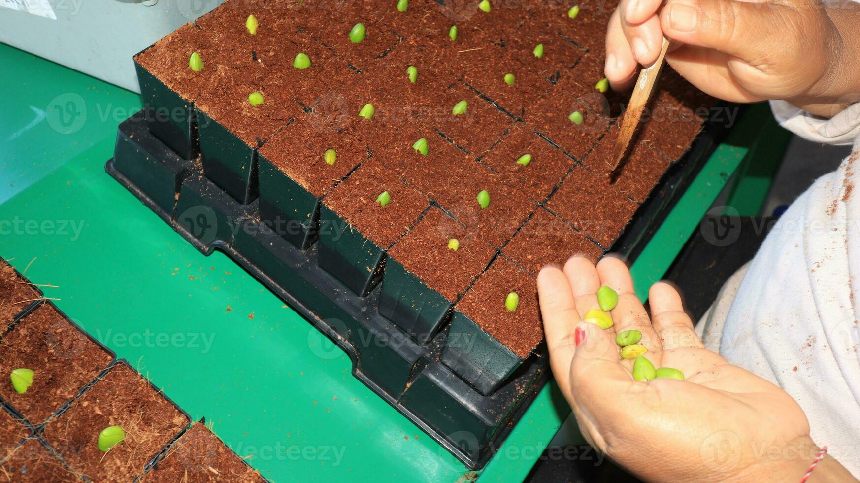 planting mangrove tree seeds in polybags photo