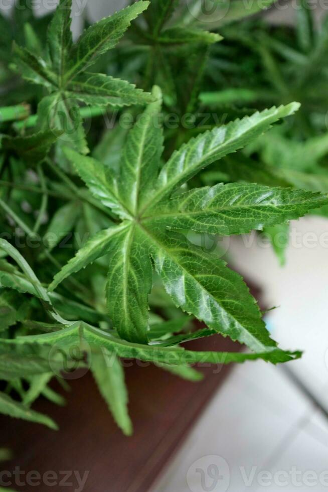 Marijuana leaves cannabis plants photo