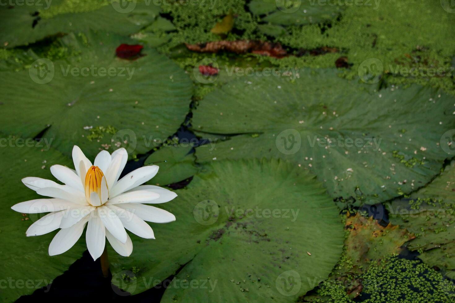 Natural Lotus Flower Blooms in a beautiful garden photo