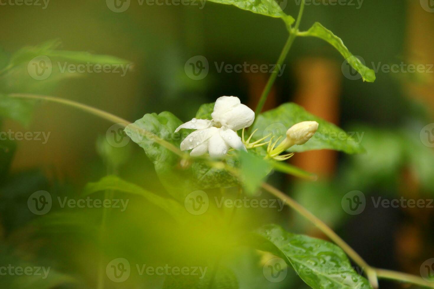 Jasmine flowers blossoming on bush in sunny day photo