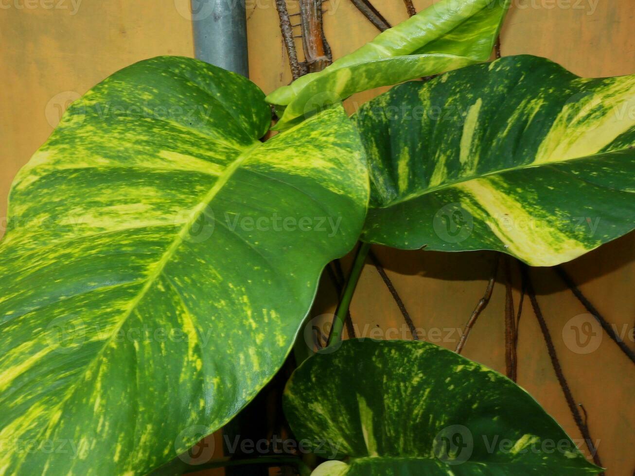 Large size of ivory betel leaf seen from a close photo