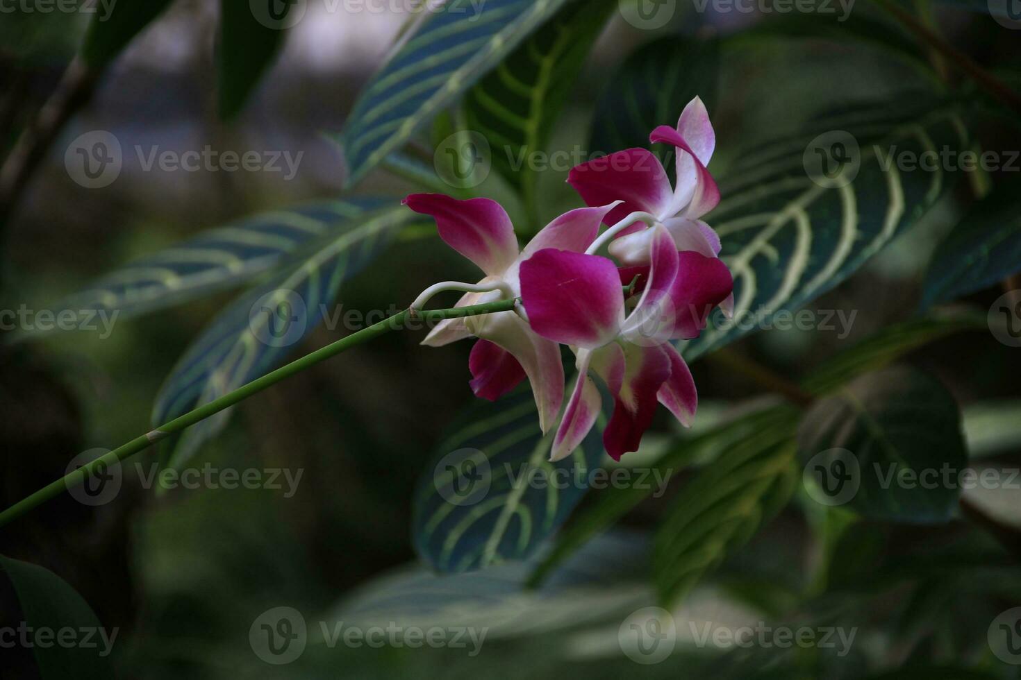 Beautiful orchid flower tree photo