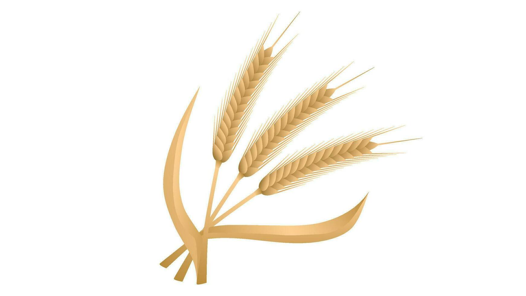 Ripe barley spikelets. Barley grains vector