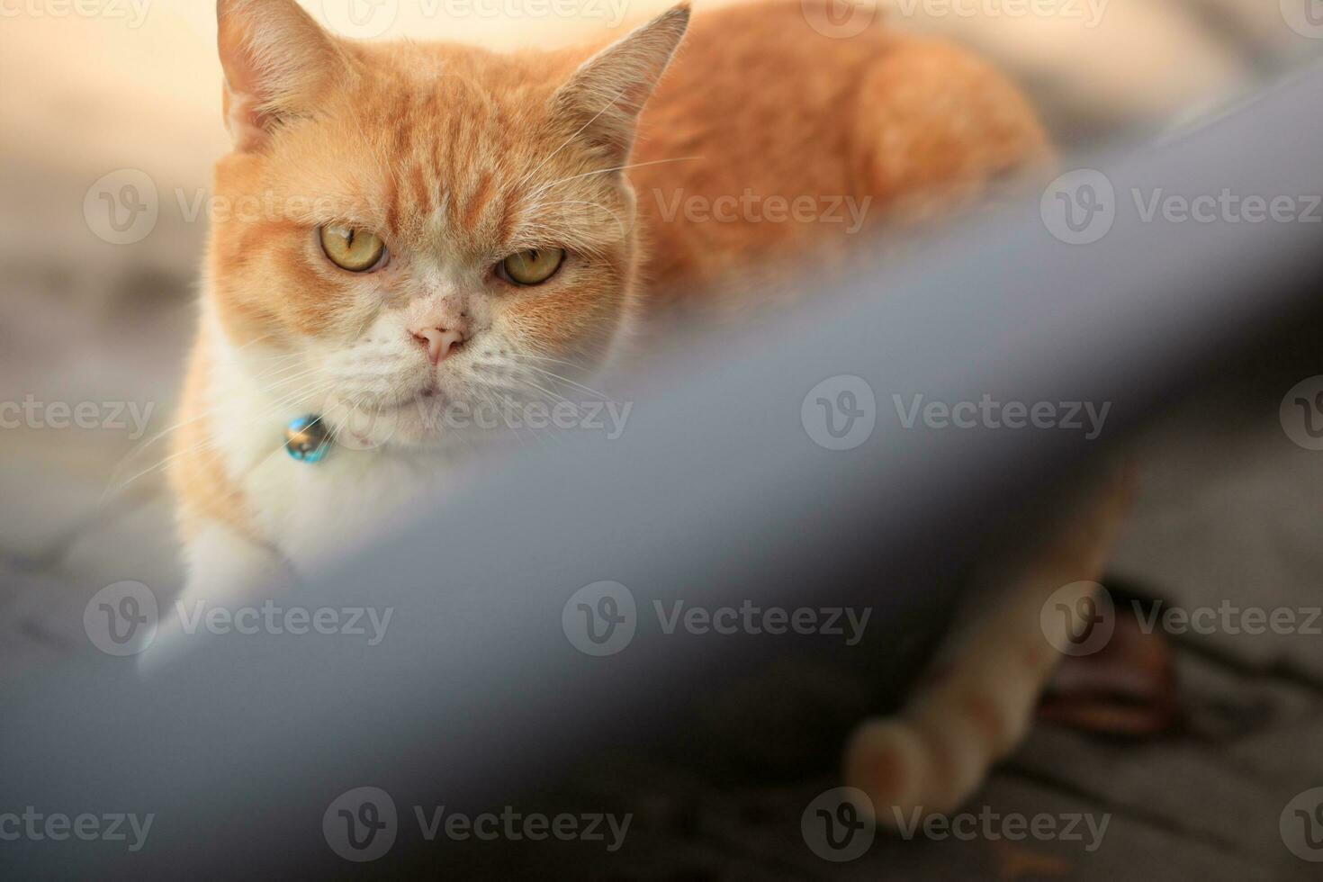 a very cute and chubby orange cat is sitting relaxed photo