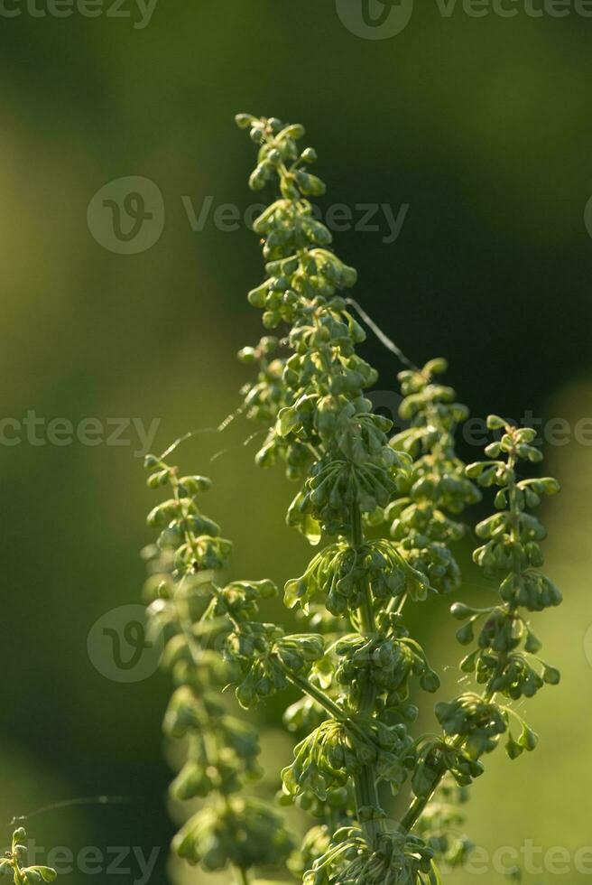 interesting summer plant on a green background in the summer sunshine on the meadow, photo
