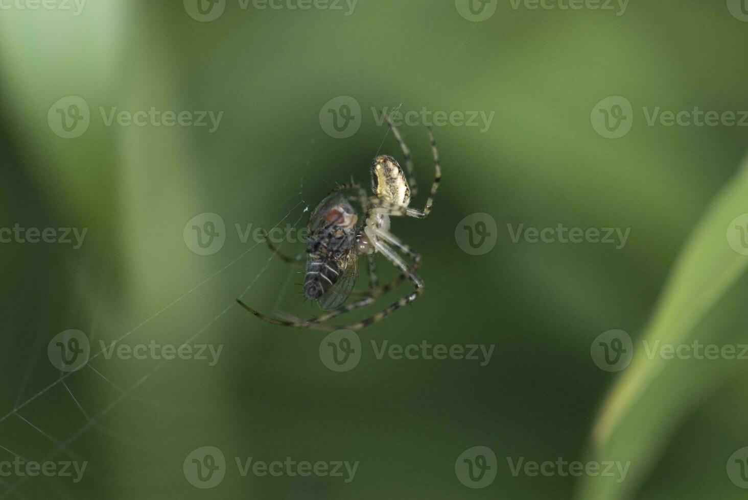 big spider on cobweb on green background in summer day photo