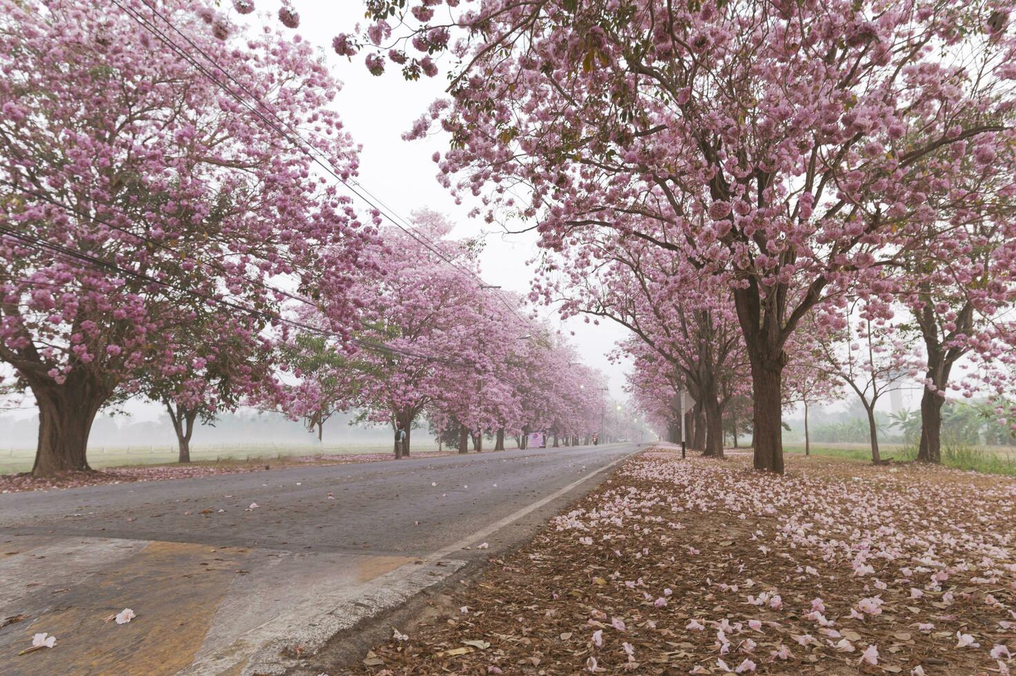 el rosado chompoo pantimedias es floreciente en el parque. foto