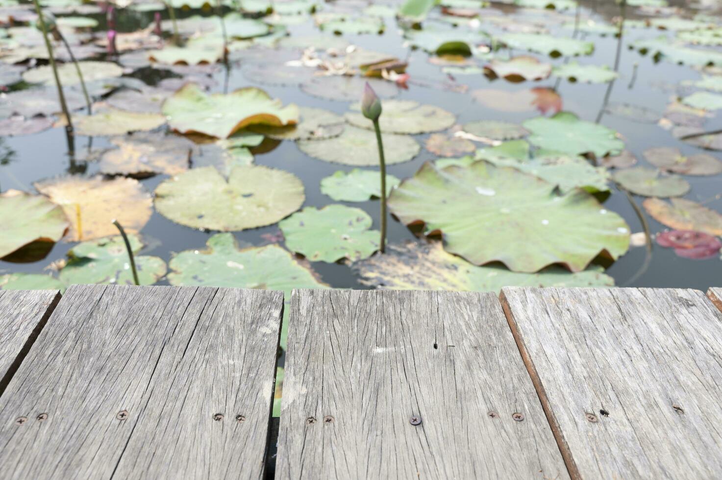 Wooden table behind blurred lotus pond on nature background photo