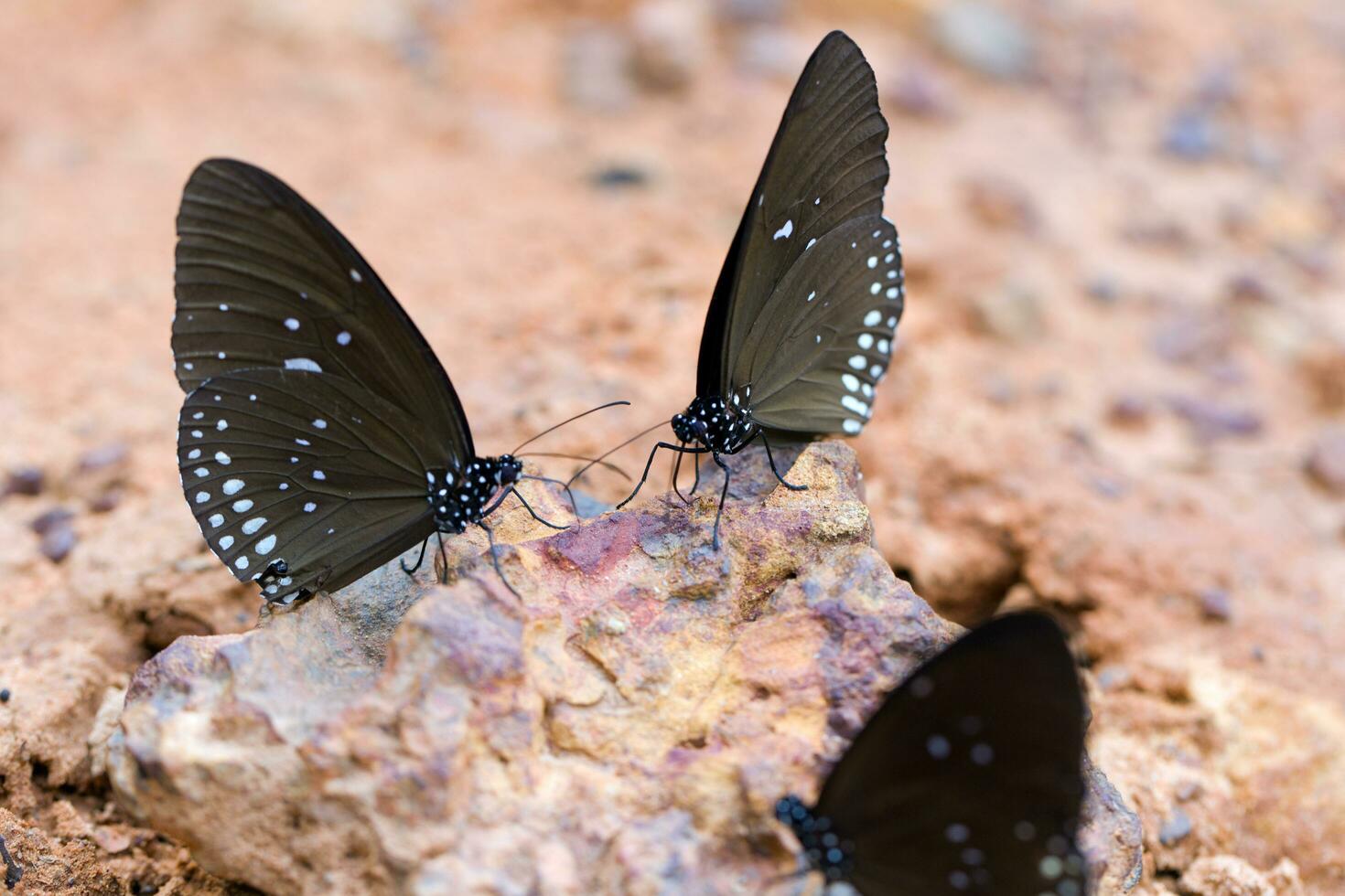 The Butterfly Common Crown eaten mineral on sand. photo