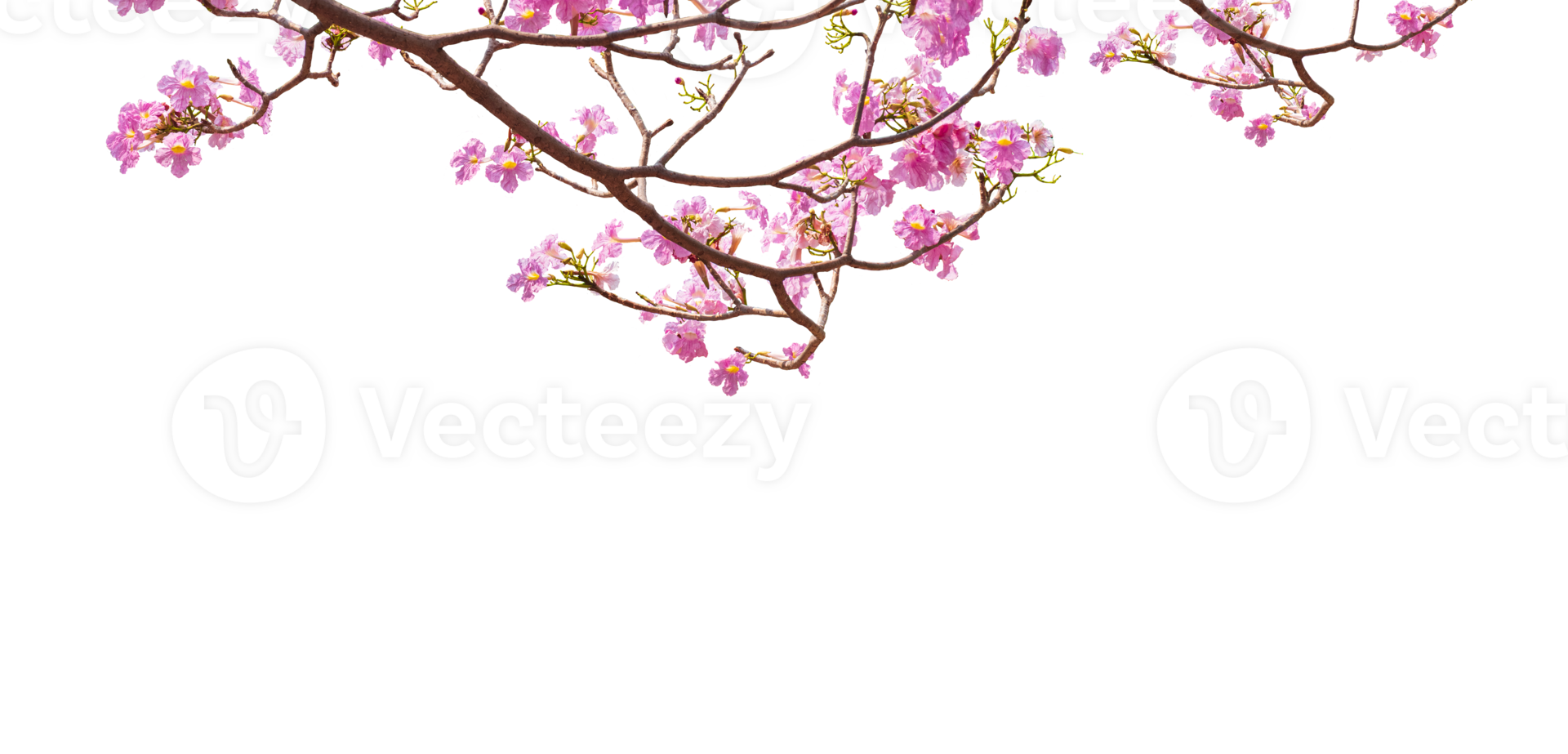 Beautiful Pink Tecoma Flowers are Blooming on branches isolated on transparent background, png file