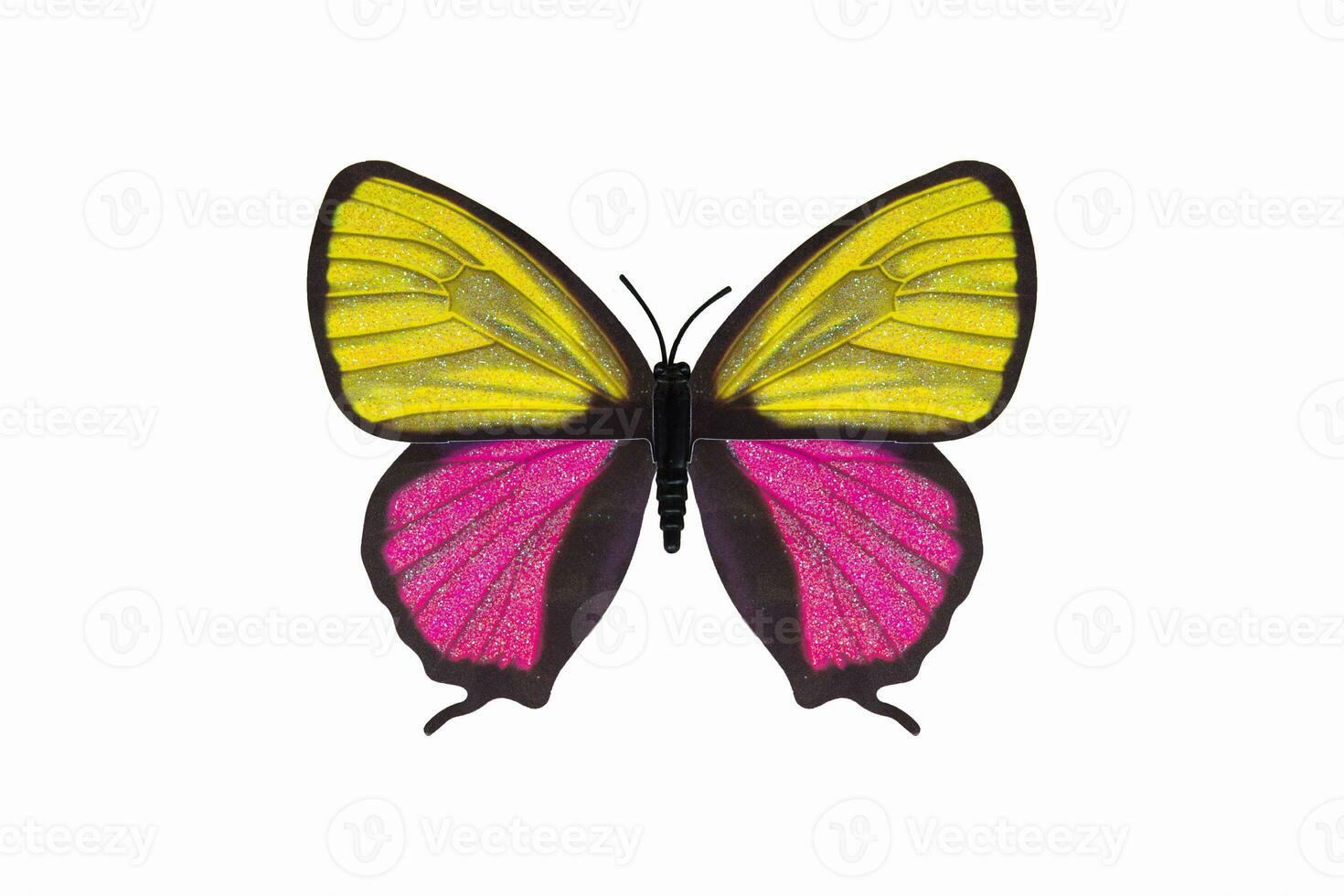 Butterfly yellow and pink color isolated white background. photo