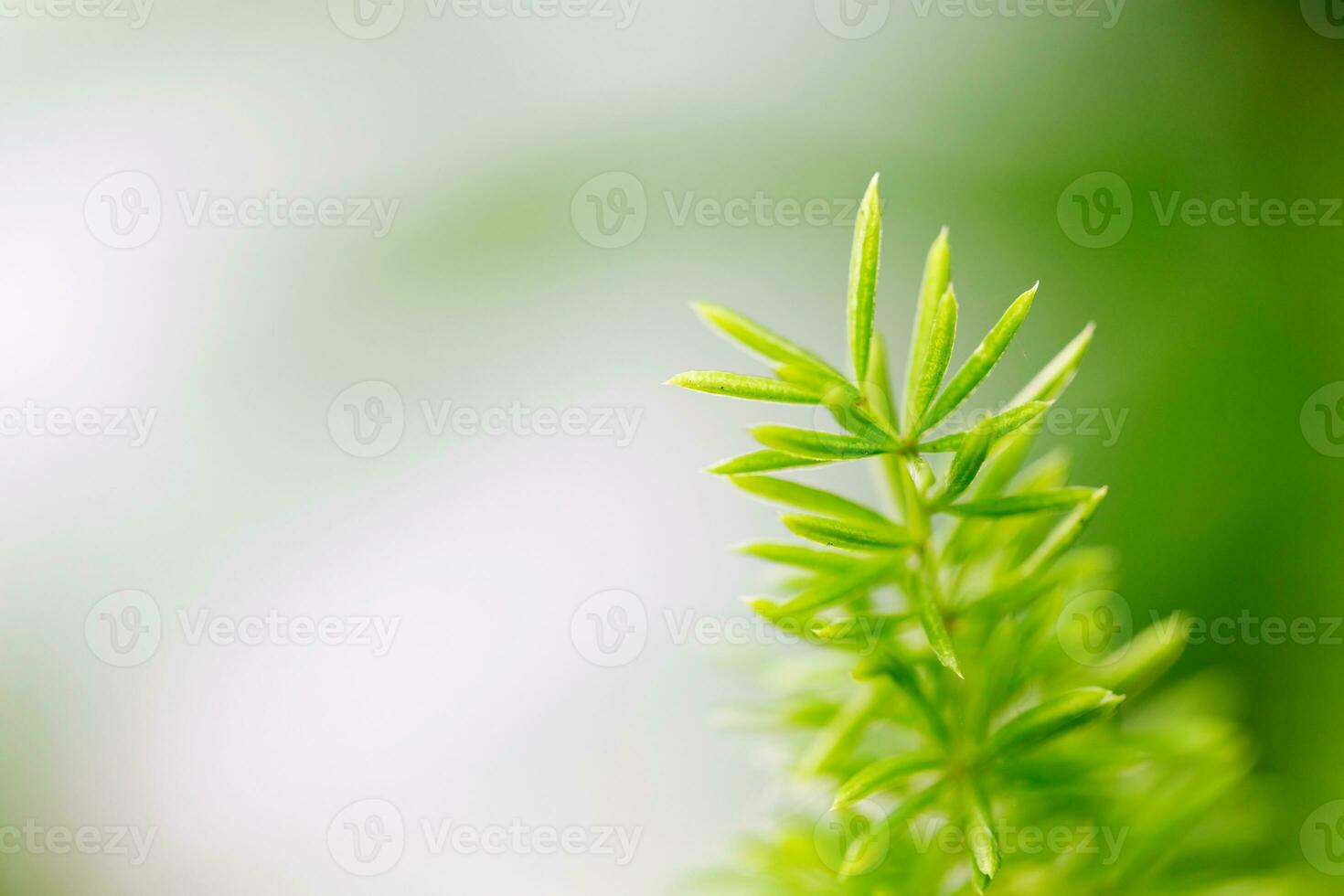 Foxtail Fern leaf. photo