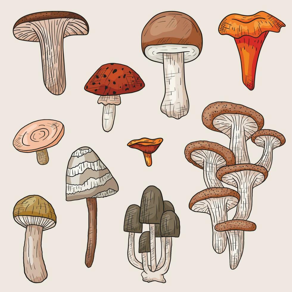 Collection of isolated doodle forest edible and poisonous mushrooms. Autumn stickers in outline style. vector