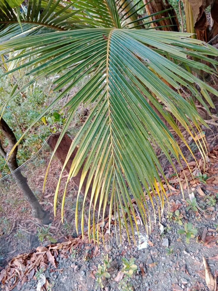 green palm leaf. tropical plant sign and symbol. photo