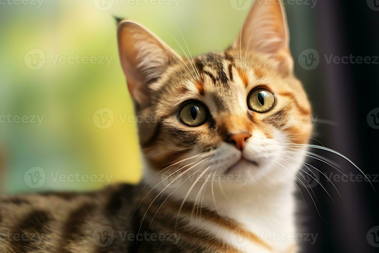 Cute Tabby European Shorthair close up shot. AI Generated photo