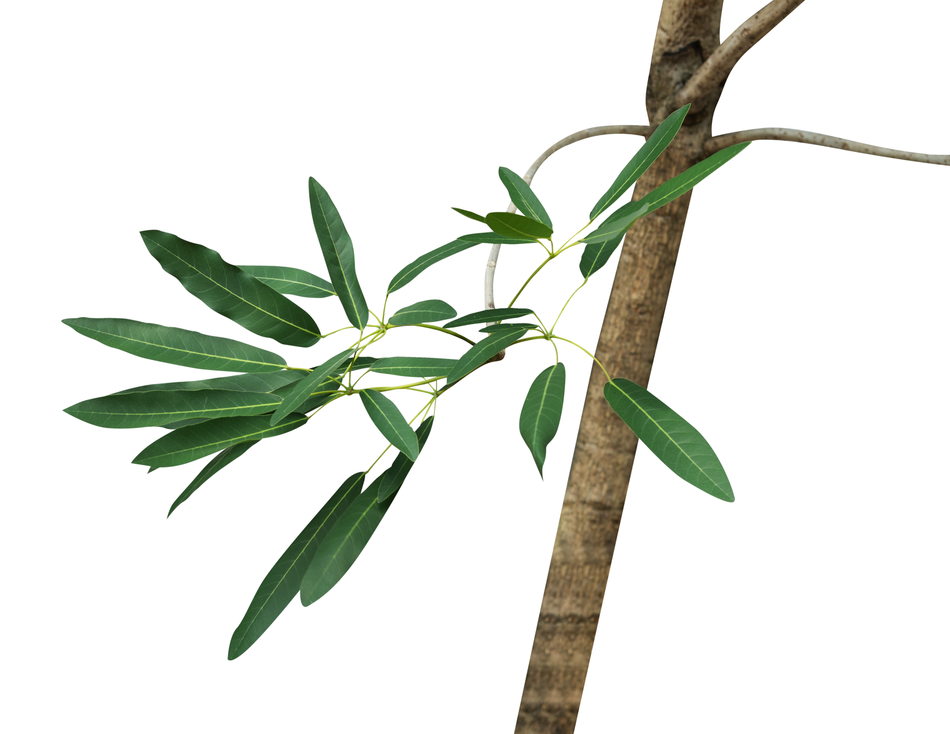 The eucalyptus leaf branch isolated 27290237 PNG