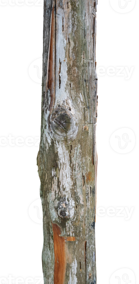 trunk of a old tree isolated png