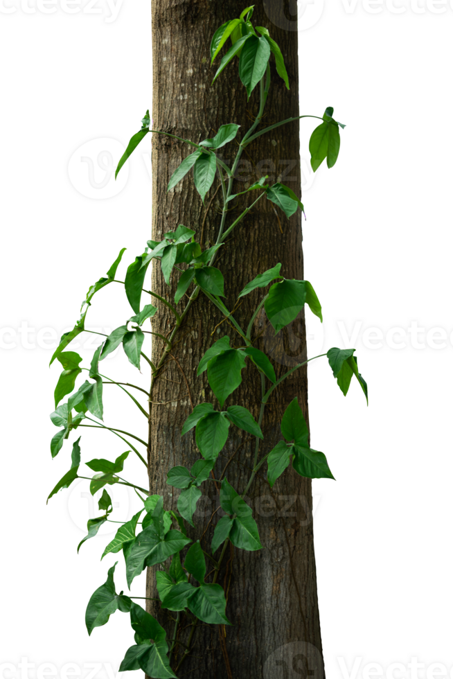 tree trunks vines plants isolated png