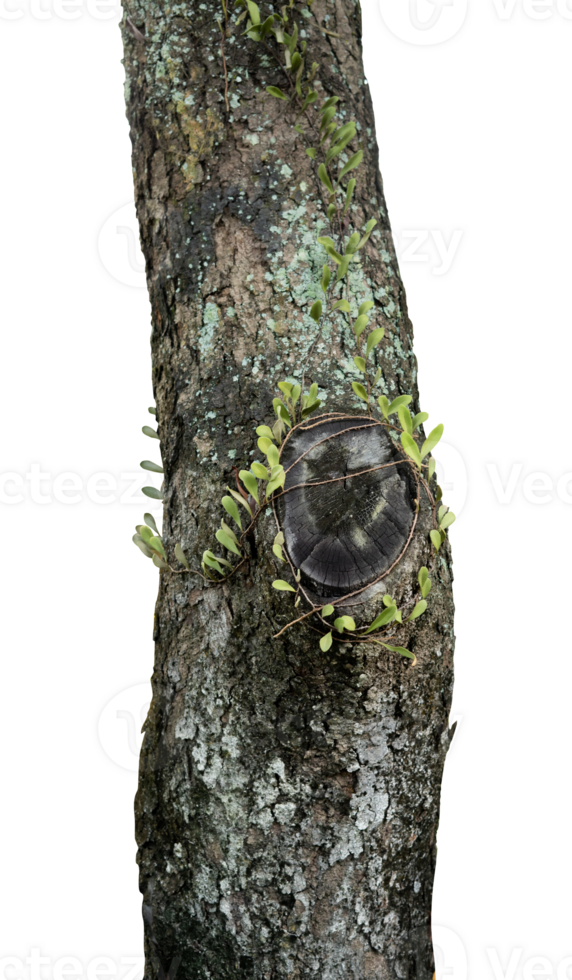 Tree with moss and creeping plants isolated png