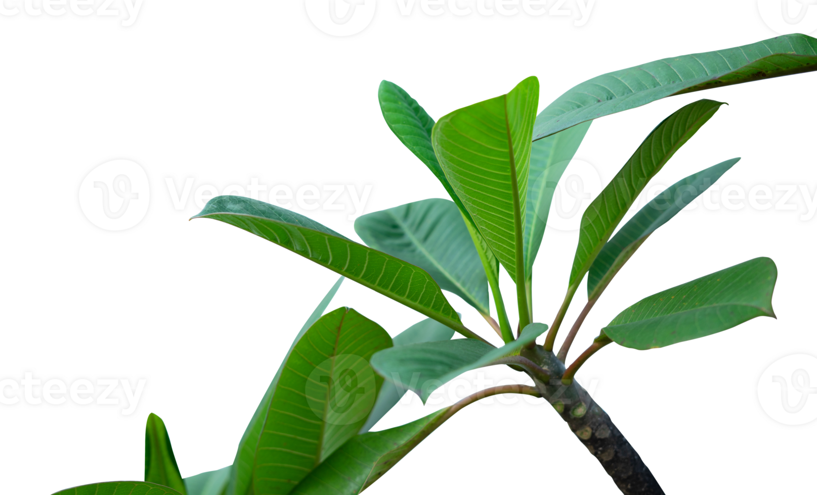 leaf of a plant isolated element png