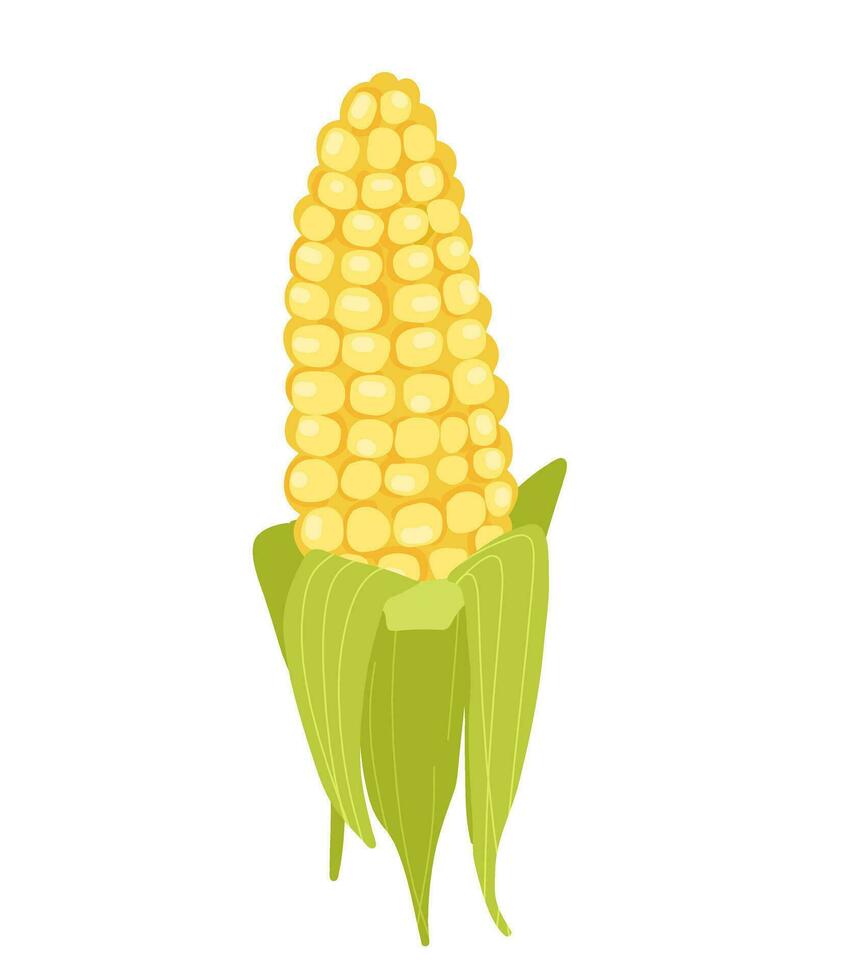 Corn Vector illustration. farm products