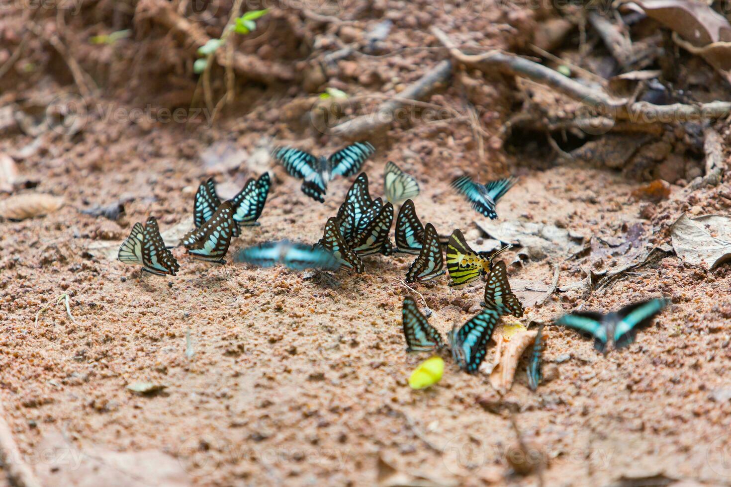 Group of butterflies common jay eaten mineral on sand. photo