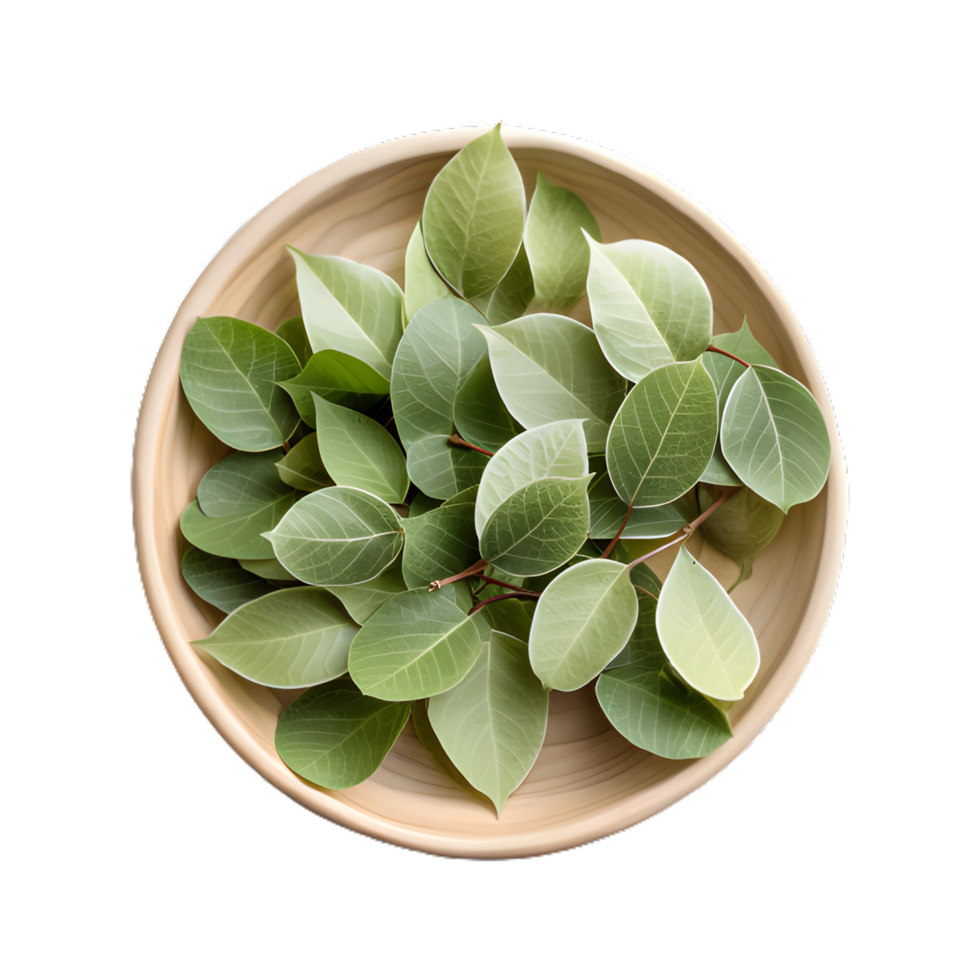 Fresh sage leaves in wooden bowl on  transparent background png