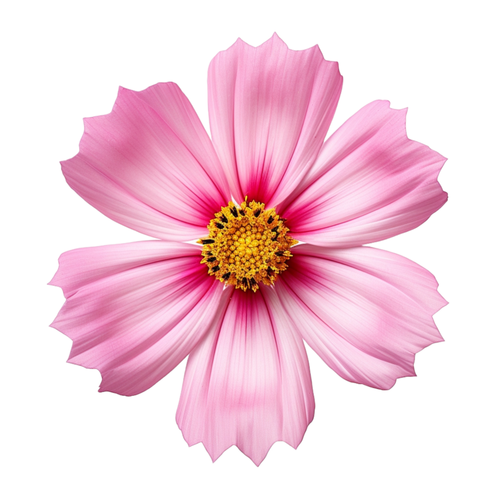 cosmos flower on transparent background png