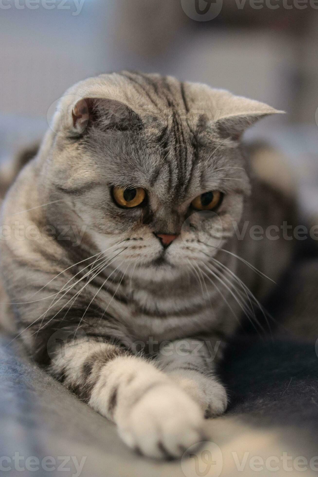 Straight cat best sale