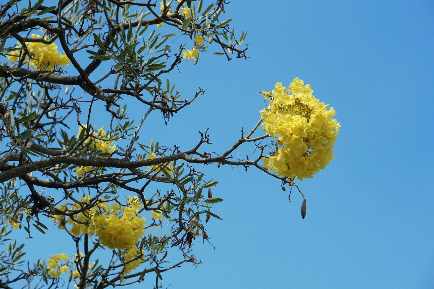 Yellow flowers on trees against bright blue sky, summer time, romantic feel photo