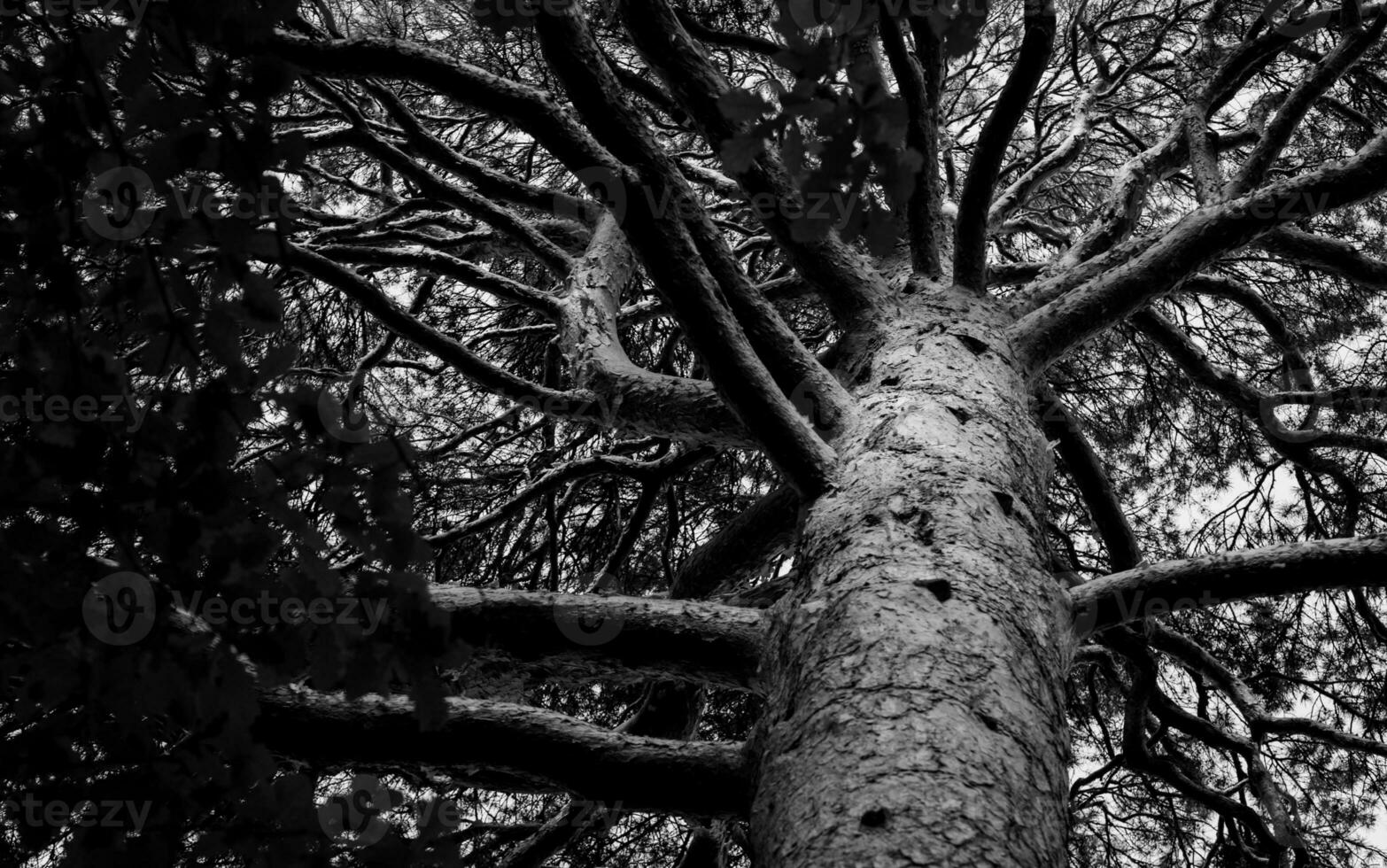 black and white image of a tree crown photo